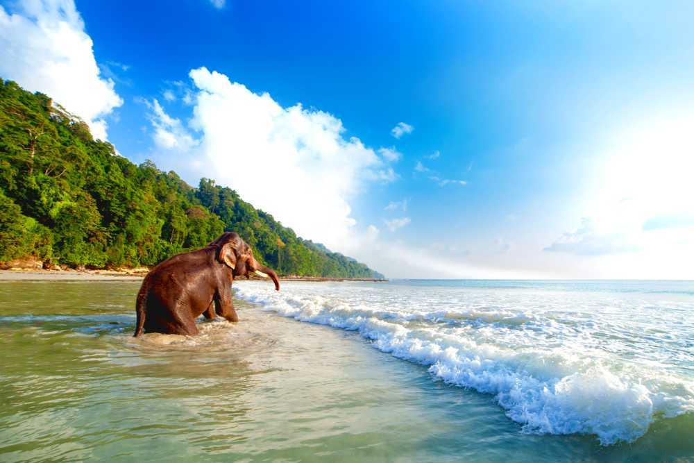 Director of Andaman Vacation Vibes Pvt Ltd